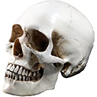 Tinksky Lifesize 1: 1 modelo de calavera humano Replica Resina Médico trazos anatómico insegnamento médico esqueleto…